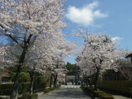 満開の桜が参道の両脇を彩る