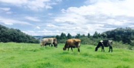 牛たちがのんびりと草を食むのどかな光景が見られる