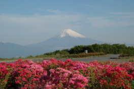 目の前に富士山が現れる緑豊かな園地