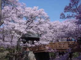 満開の桜が魅了する全国有数の桜の名所として知られる