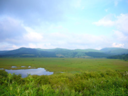真夏の八島湿原は緑が映える爽やかな高原