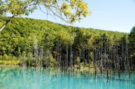 深い青色の池と枯れたカラマツの木々が幻想的な雰囲気を作り出す