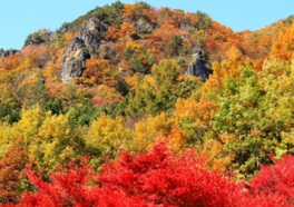 秋には錦絵を思わせるほど鮮やかに色付く木々が岩山を覆う