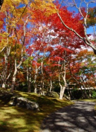 赤や黄色に色づく箱根の紅葉スポット