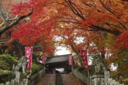 吉水神社の境内で紅葉を楽しめる