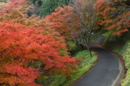 吉野山全体が赤く色づき見どころが満載だ