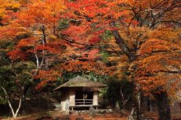 鮮やかに染まった西行庵の紅葉