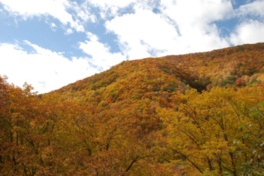 山肌を染めるカラマツの黄葉