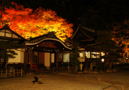 モミジが美しく照らし出される温泉寺の紅葉ライトアップ