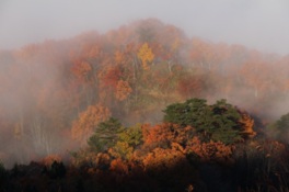 燃え盛るような紅葉を見られる