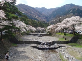 養老孝子坂(滝谷)周辺の桜が見もの