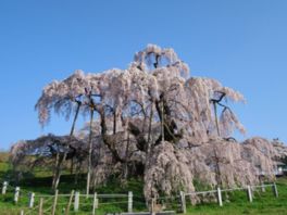 四方に伸びた枝から垂れる花が滝の流れの様に見えるためこの名がついたともいわれている