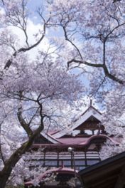長野県内でも有数の桜の名所として知られている