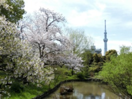 桜と東京スカイツリーを臨む池周辺の景色
