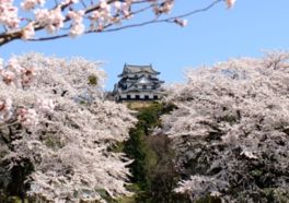 約1100本の桜が彦根城を取り囲むように咲く