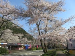 飛騨・美濃さくら33選にも選ばれている桜のトンネル