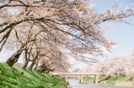 トンネル状に咲き誇る姿は圧巻