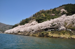 琵琶湖の湖岸沿い約4kmに及ぶ桜の絶景