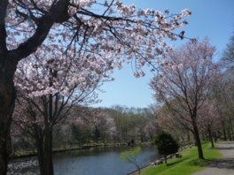 桜が彩る林でアウトドアな一日を過ごす