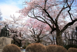 ソメイヨシノ、しだれ桜、エドヒガンなど桜の種類も多い