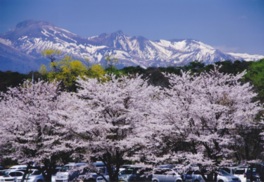 山々と桜のコラボレーションが美しい