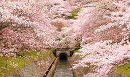 運河の両岸を彩る、約100本の桜並木