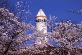 コスモタワーに色を添える満開の桜