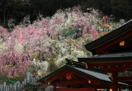 大縣神社が紅白340本の梅の花で彩られる