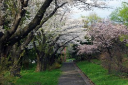 約650本もの桜や市の花であるツツジが咲く公園