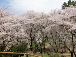 桜が頭上を覆うように花をつける