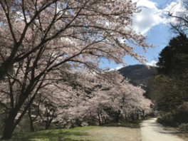 参道をのんびり歩きながら桜を鑑賞できる