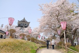 約3000本の桜が天守閣に色を添える