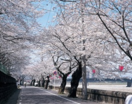 長良川沿いに1キロメートルにわたって桜が咲く