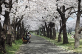 開成山公園の桜のトンネル