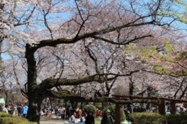 桜が見頃を迎えるといたるところで花見できる
