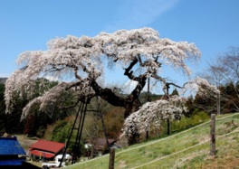 樹高約10メートル、幹周囲約3.5メートルのしだれ桜