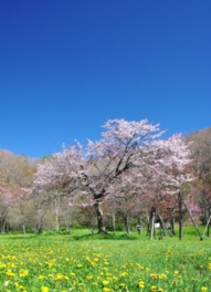 釧路に春を告げる桜