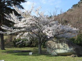 大きく枝を伸ばす一本桜