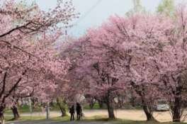園内を彩る蝦夷山桜
