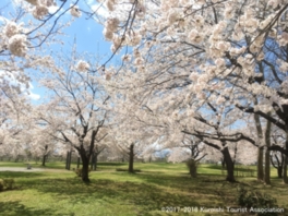 およそ700本の桜が咲き誇る