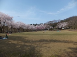 約130品種900本の桜は見ごたえがあり、花の色や形もさまざまで長い間楽しめる