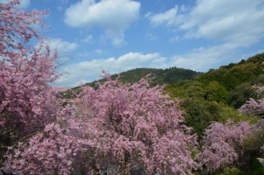 三輪山を背景に眺めることができる桜
