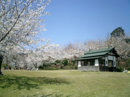 公園内に桜が咲き乱れる