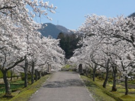 道の両側に桜の木が並ぶ