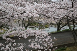 約1200本の桜が咲き誇る
