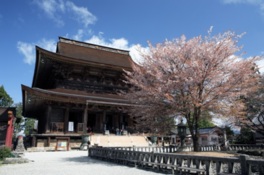 吉野山のシンボルでもある桜は見応えあり