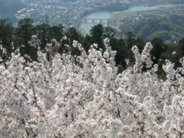 白く咲き誇る桜越しに、町の様子を見下ろす