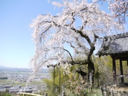 高台から望むパノラマと天然記念物のしだれ桜