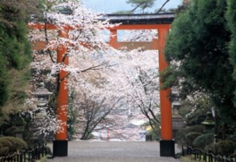 約200本の桜が咲き誇る霧島神宮