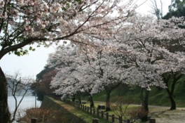 川沿いに桜が連なり、優雅な散歩を楽しめる